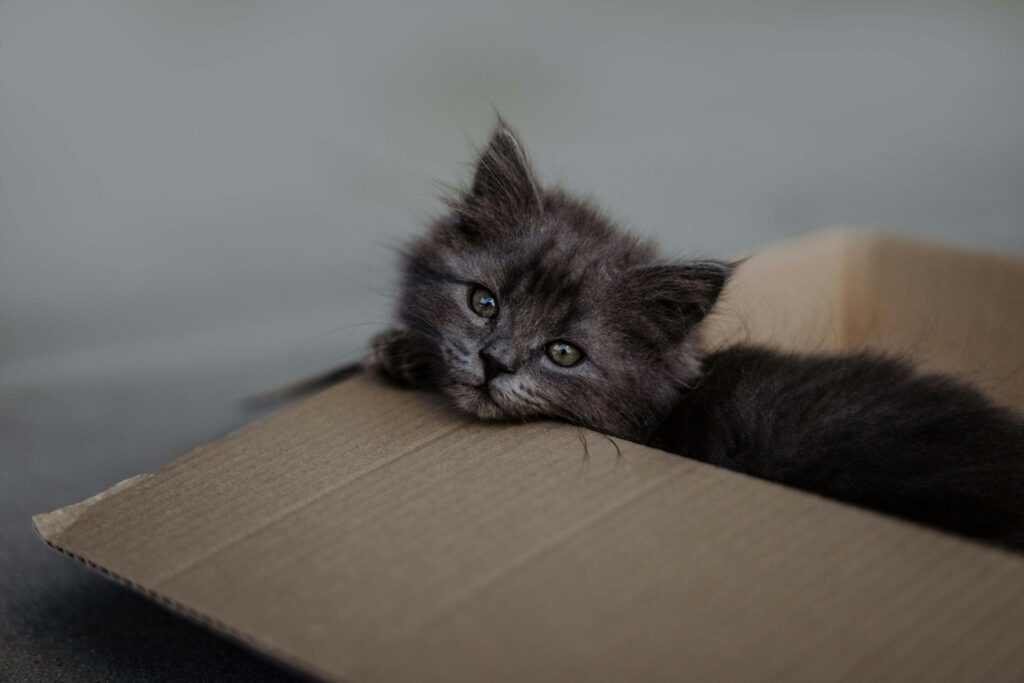 dark cat in a box