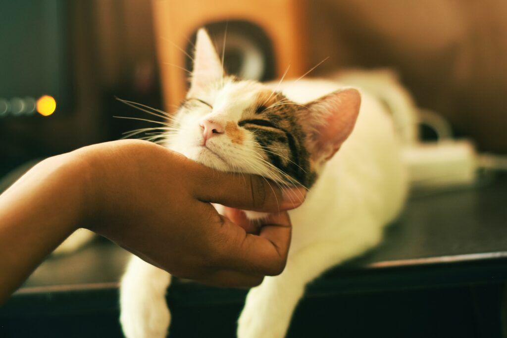 happy cat being scratched