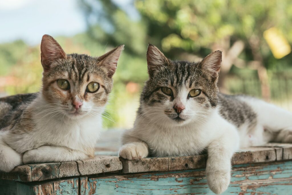 two cats with gold eyes