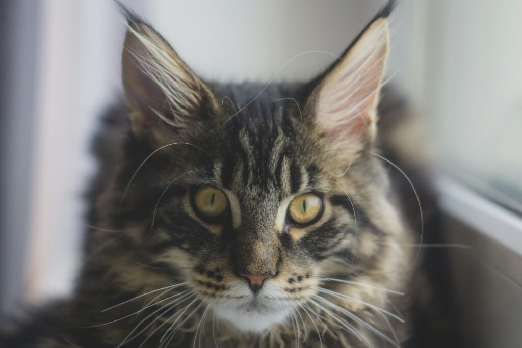 maine coon cat with gold eyes