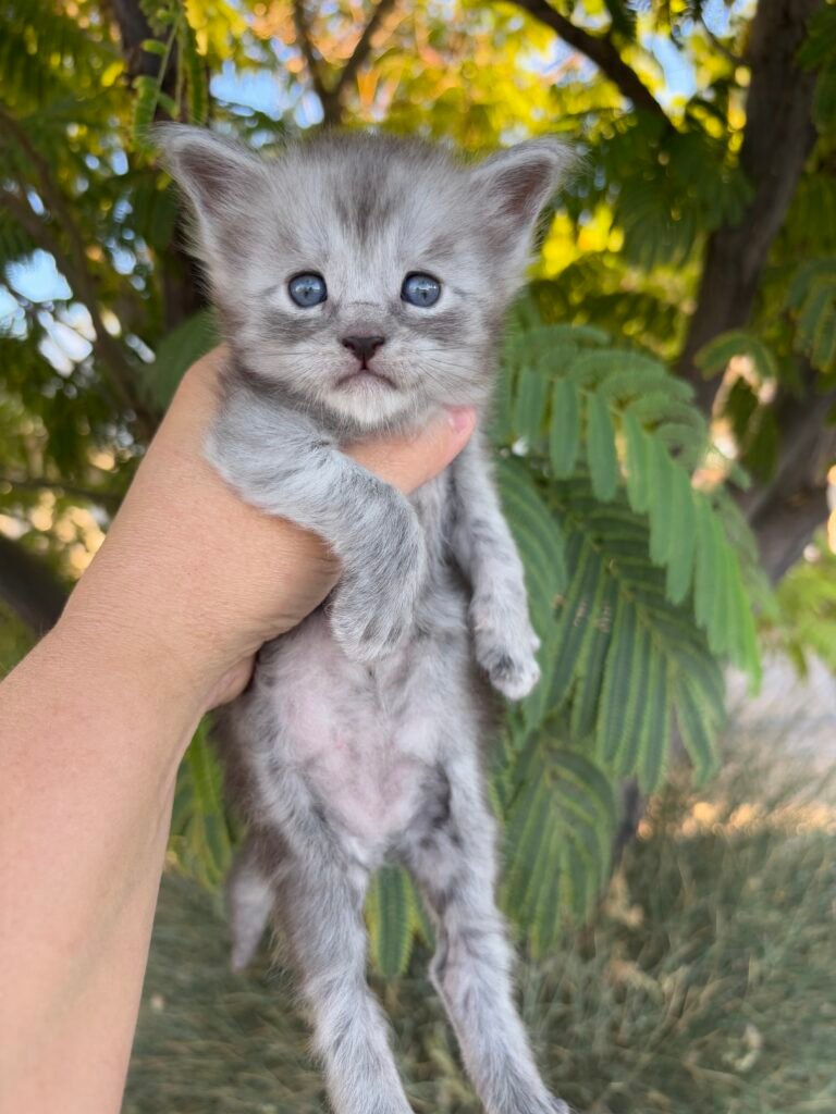 4 weeks old