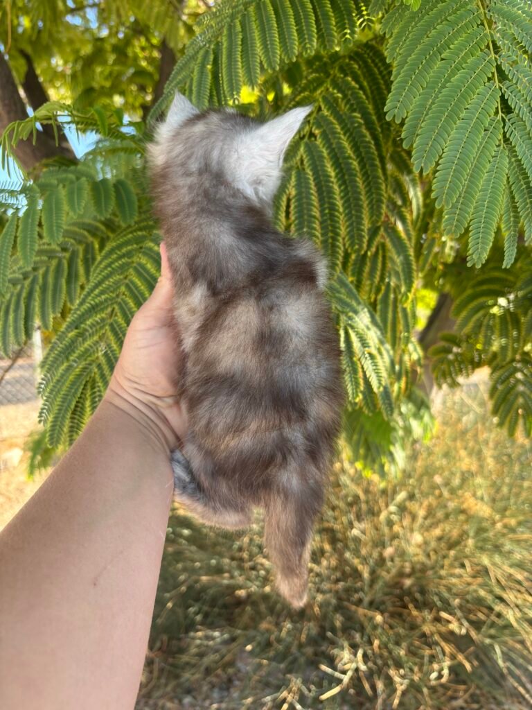 5 weeks old