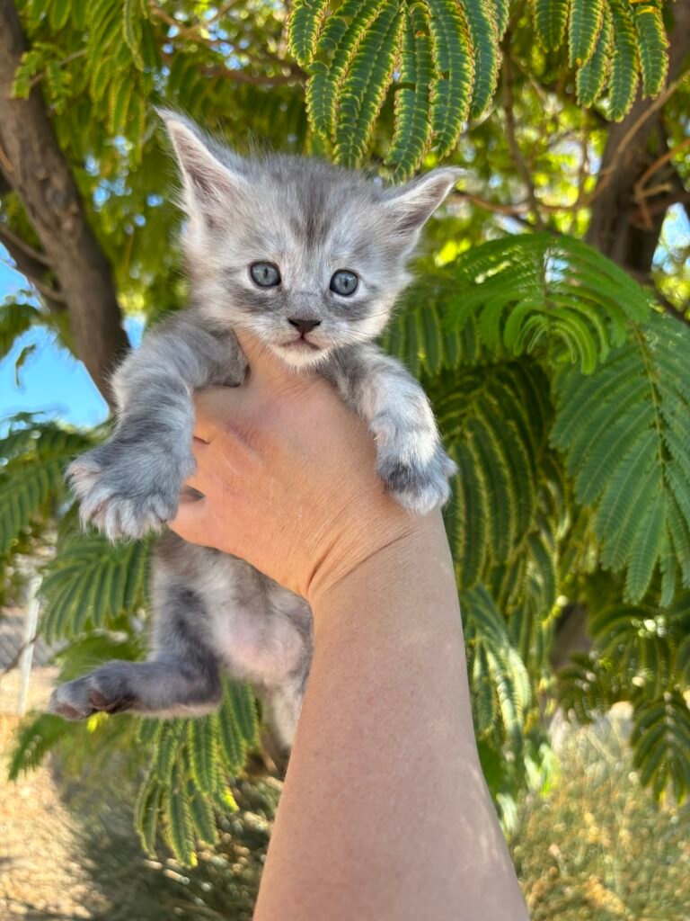 5 weeks old