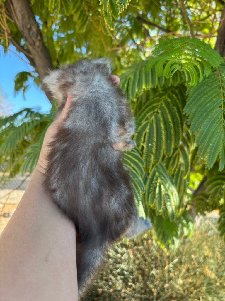 5 weeks old