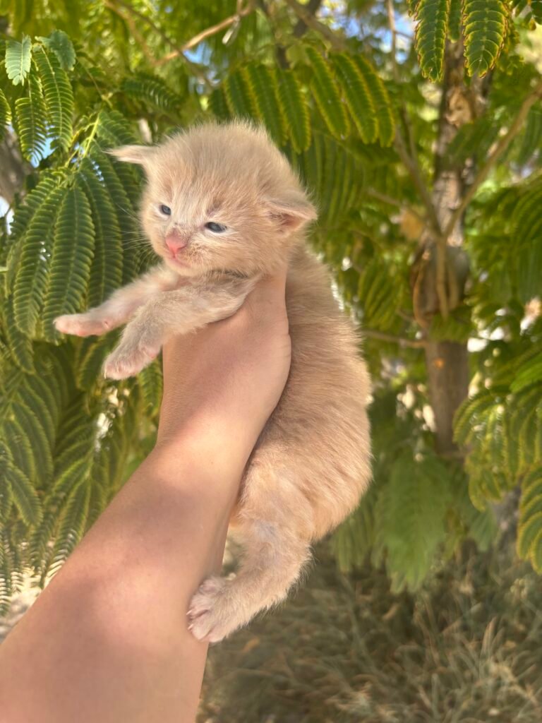 Boy 1 -3 weeks old