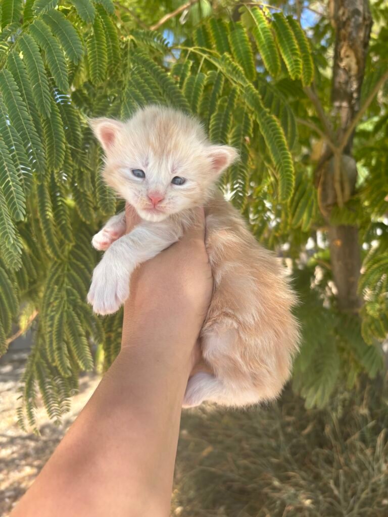 Boy 2 - 3 weeks old