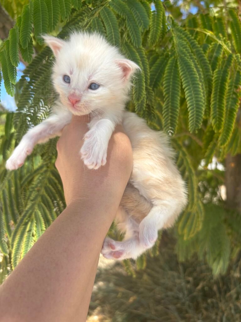 Boy 3 - 3 weeks old