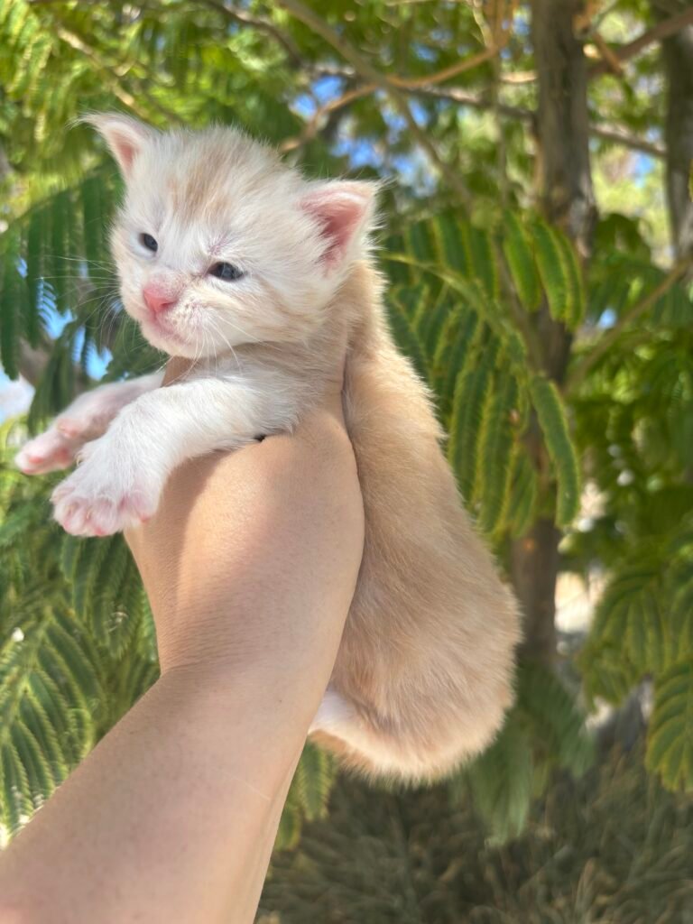 Girl 1 - 3 weeks old