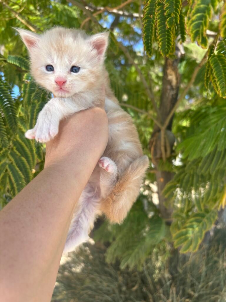 Girl 2- 3 weeks old