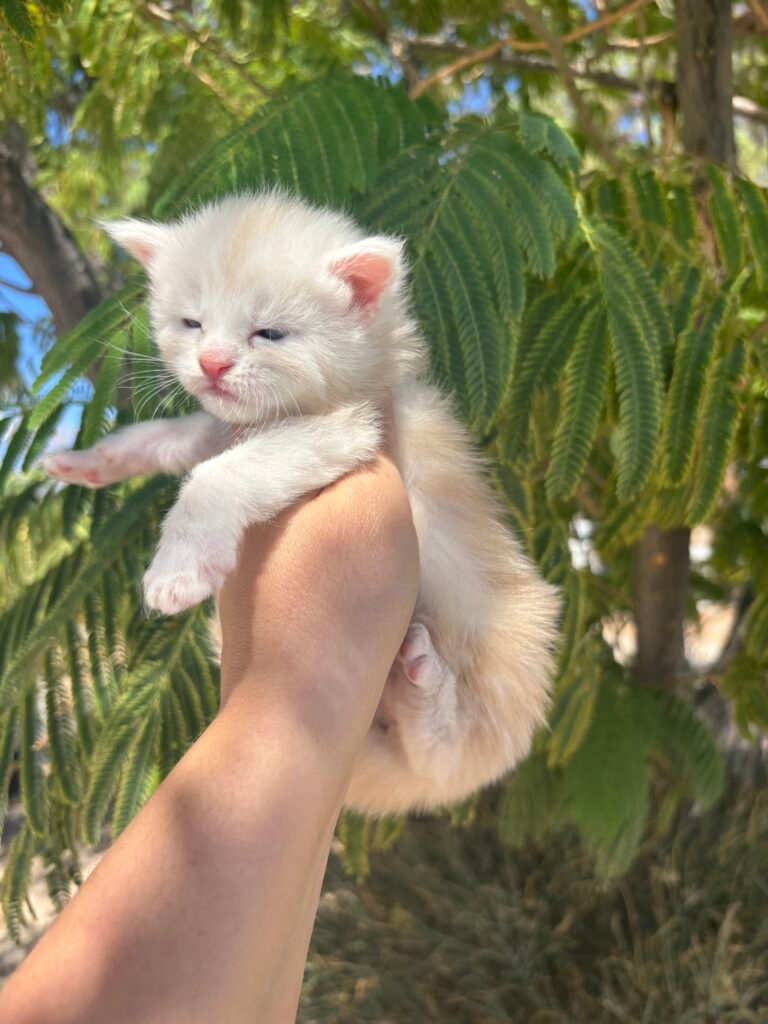 Girl 3 - 3 weeks old