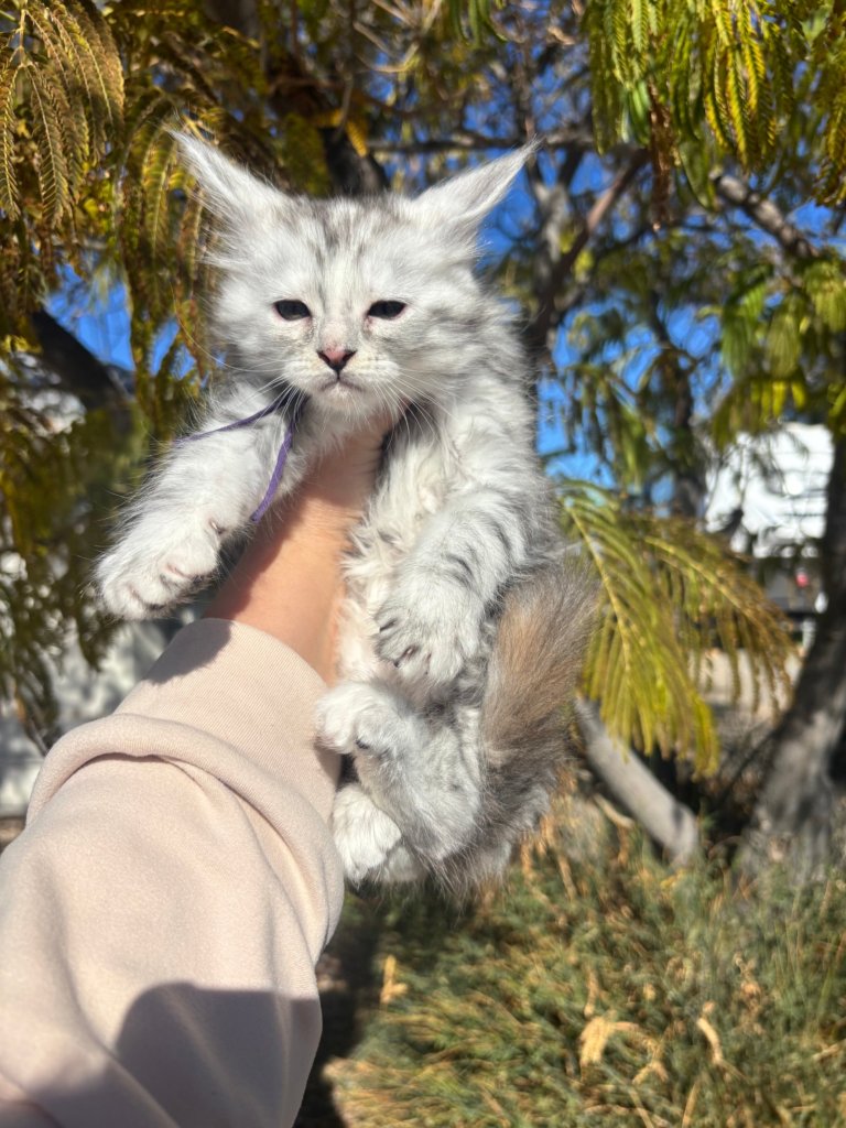 Light silver tortie girl