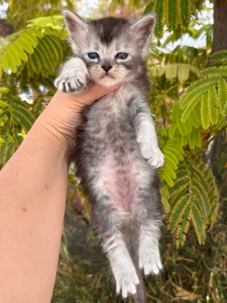 Male